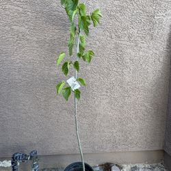 Pakistan Mulberry Tree
