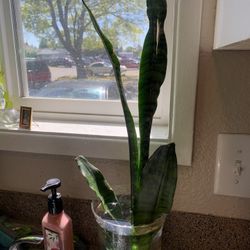 Snake Plant 