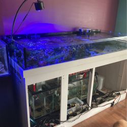 Reef Shallow Fish Tank