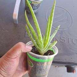Aloe Vera