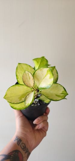 Hoya australis lisa
