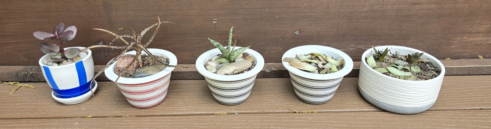 5 Pots Of Succulents All For $10. Pick-up In Aurora.