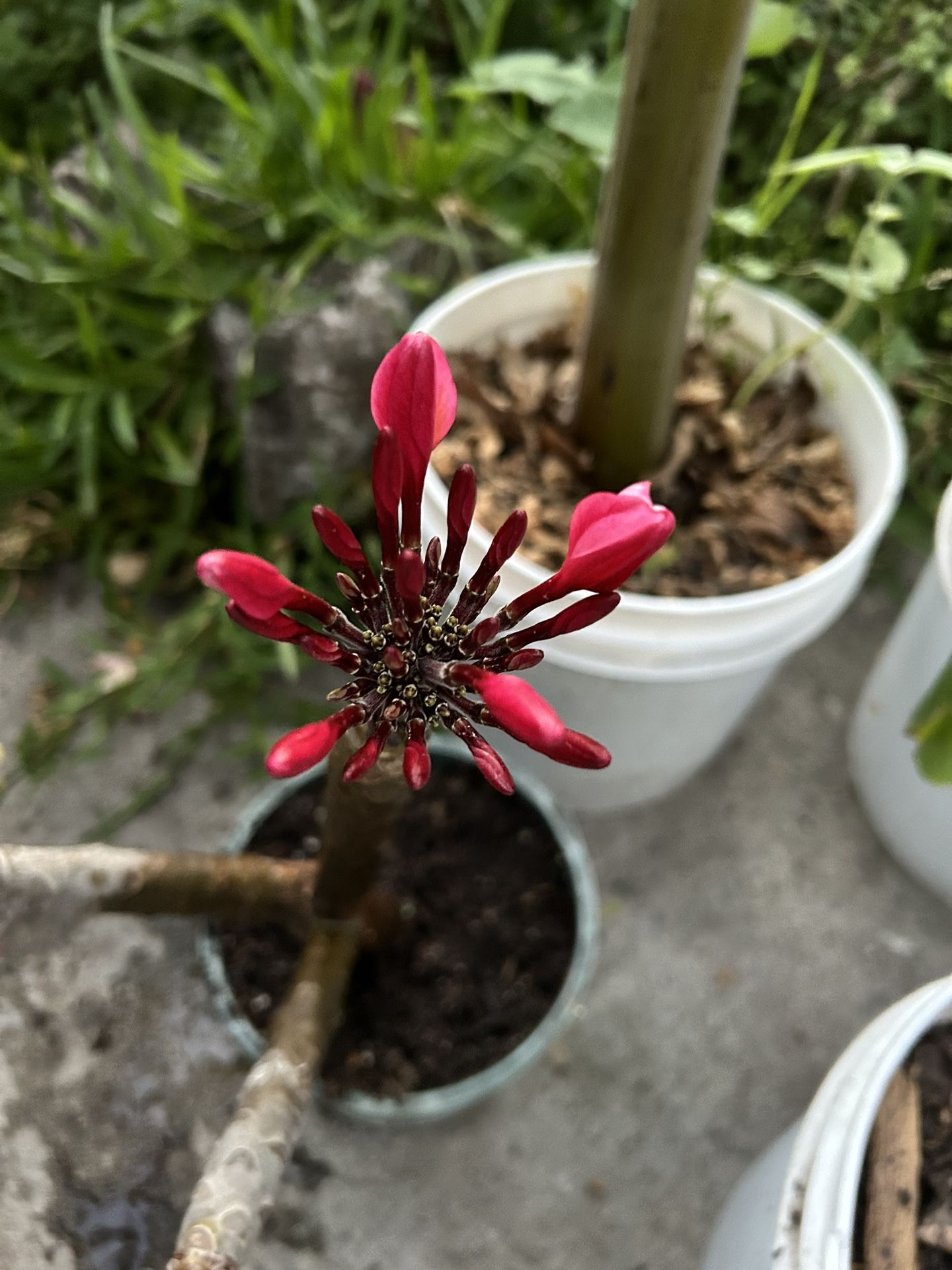 Plants Hawuiiana