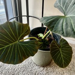 Monstera 