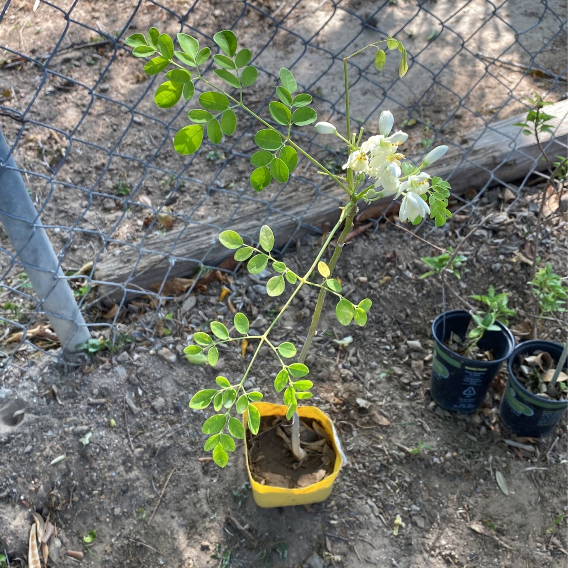 Planta De Moringa $3.00 Cada Una