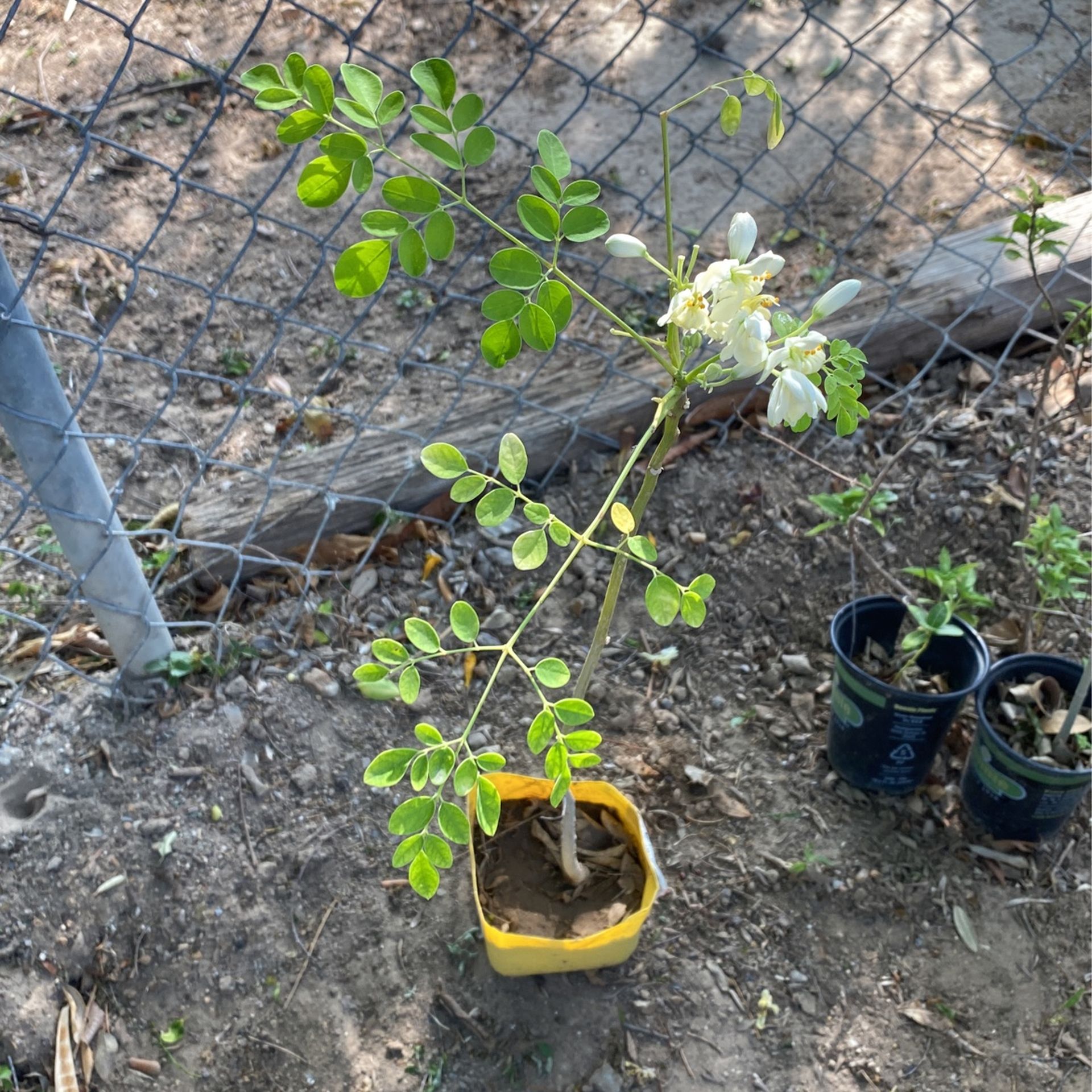 Planta De Moringa $3.00 Cada Una 