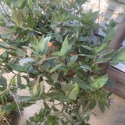 Hanging Plants  $25.00 