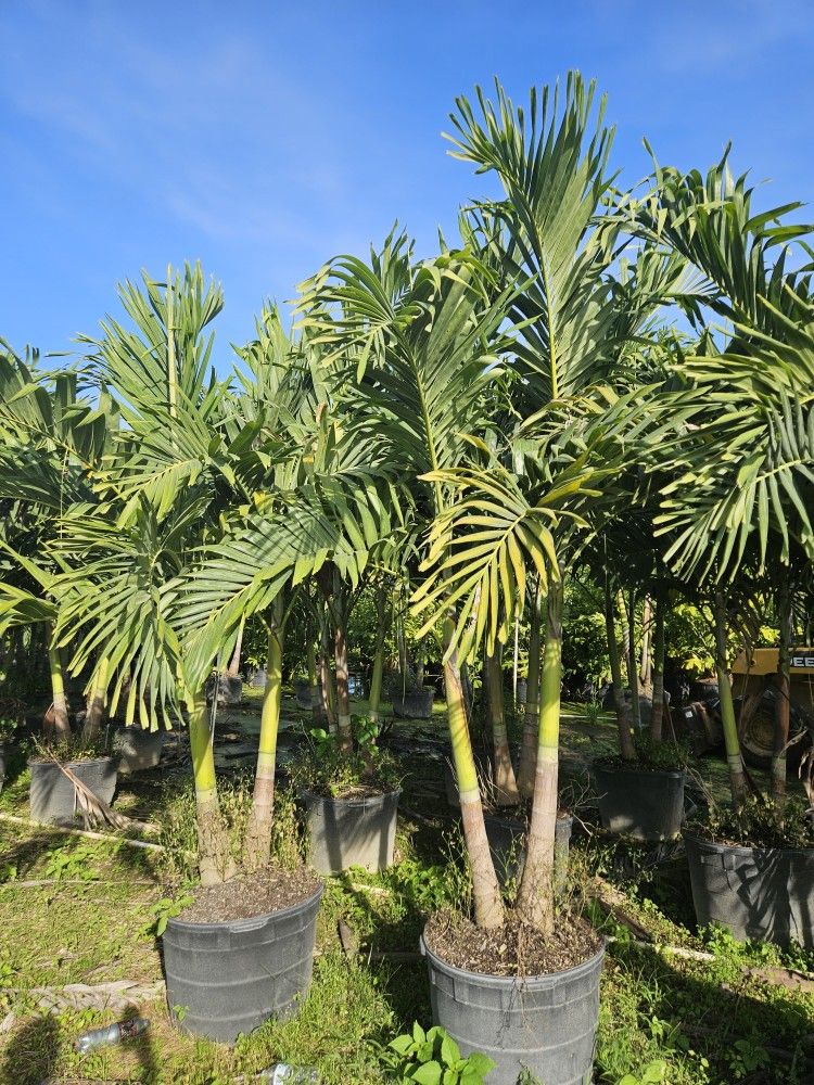 Christmas palms over 8 feet tall Instant privacy Hedge and decoration