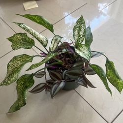 Aglaonema Snow