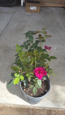 Rosal / Rosebush