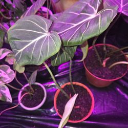 House Plants 