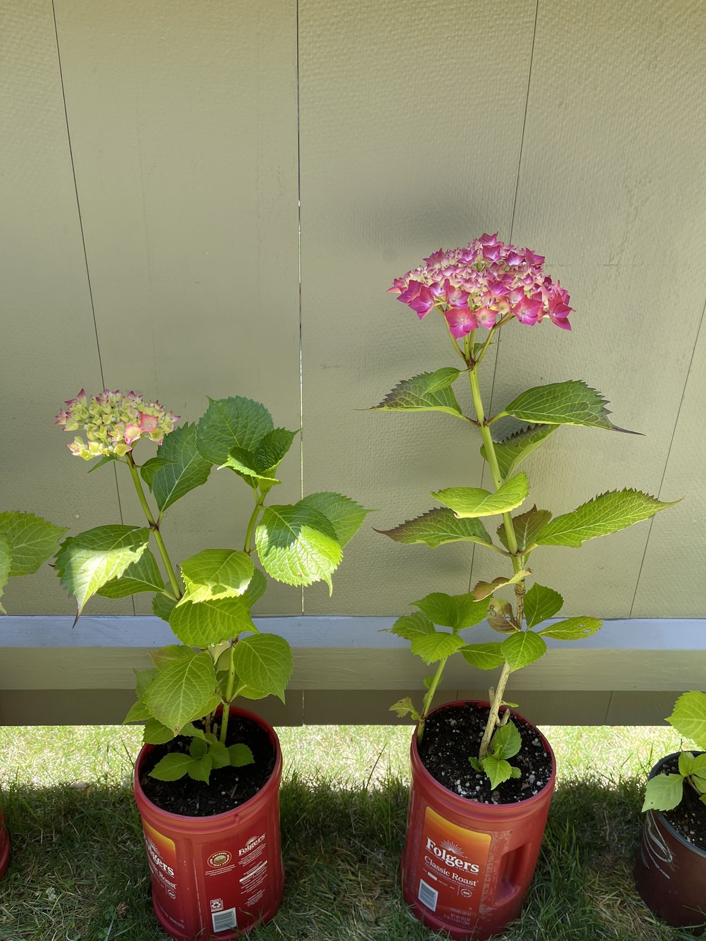 Well Established Blooming Hydrangea Beautiful Perennial Plant.