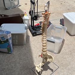 Demonstrative Of Human Spine