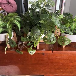 Matching Set of 3 faux plants in planter with stand.