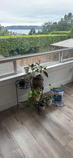 Plants