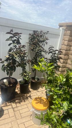 Malaysian Guava fruiting