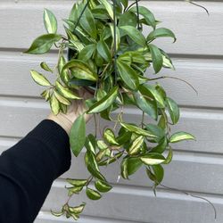6” Hoya Princess