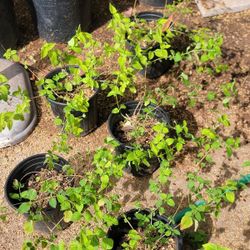 Purple Lantana Plants 