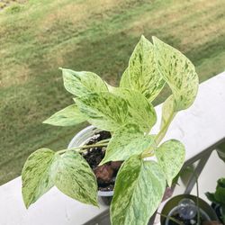 Snow Queen Pothos (on the Rare Side)