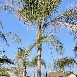 Beautiful Queen Palm