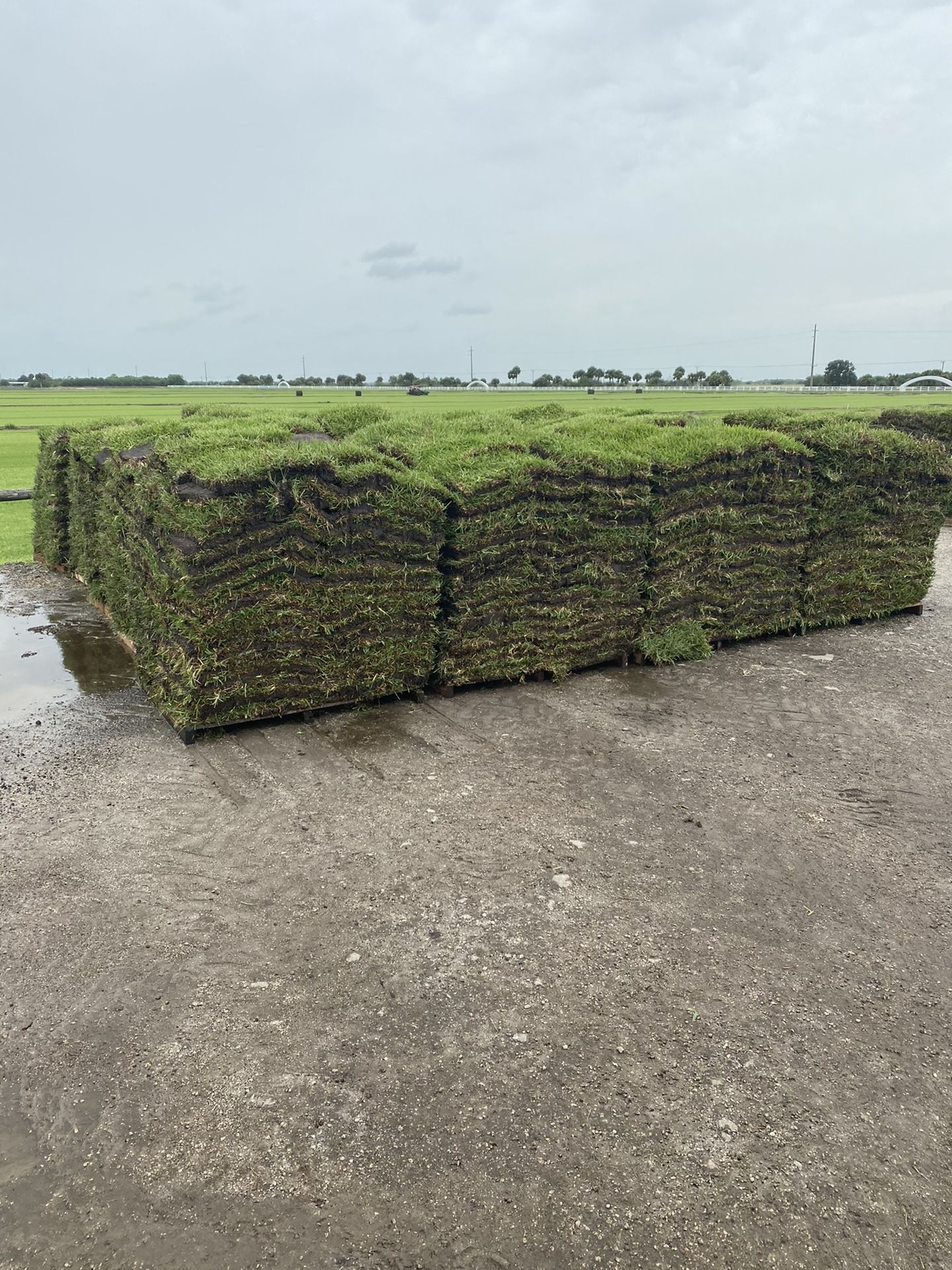 Fresh Cut St Augustine Sod