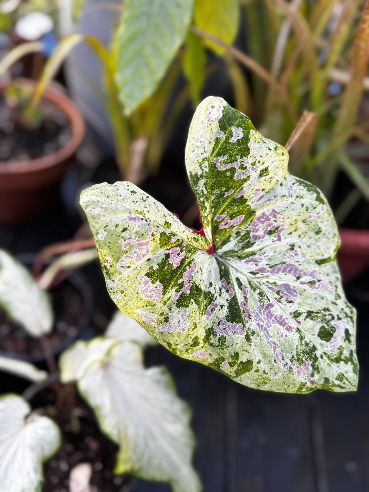 Green/pink Transparent Caladiums 