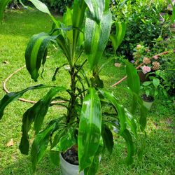 Dracaena 