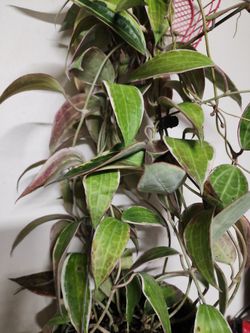 Hoya latifolia outer variegated cutting