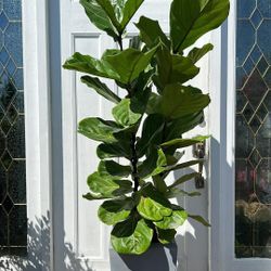 Beautiful Fiddle Leaf 🍃 