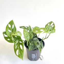 Monstera Adansonii in 4” Nursery Container
