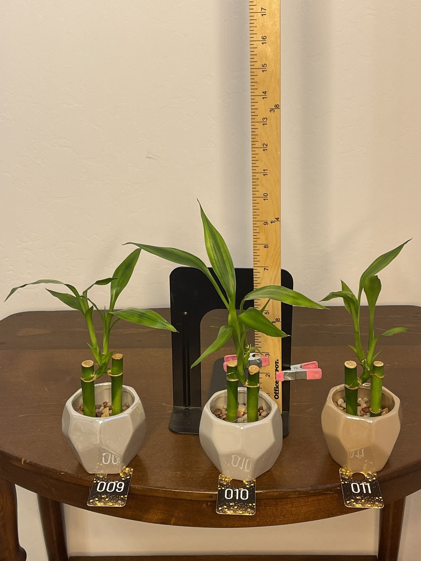 Bamboo Plants
