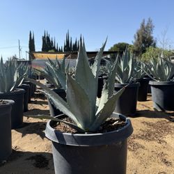 AGAVE