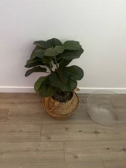 Plants