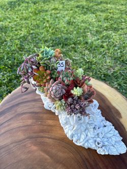 Mother’s day Succulent arrangement