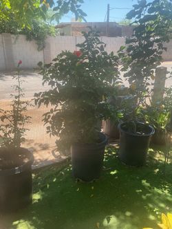 Orange red hibiscus 🌺 plant