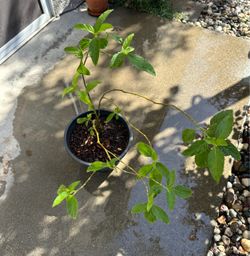 Muicle Plant or Mexican Honeysuckle
