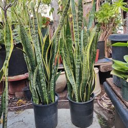 Snake Plants 