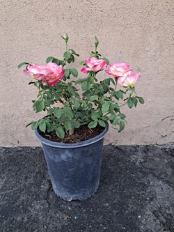 $20 rosa matizada
