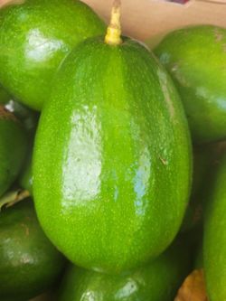 Avocados