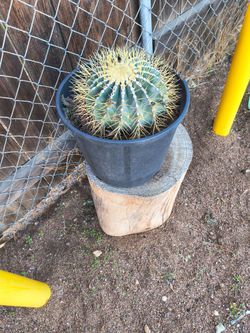 Cactus blue barrel