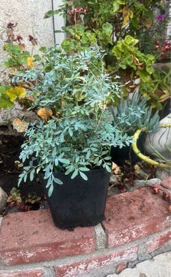 Rue,  Ruta Herb