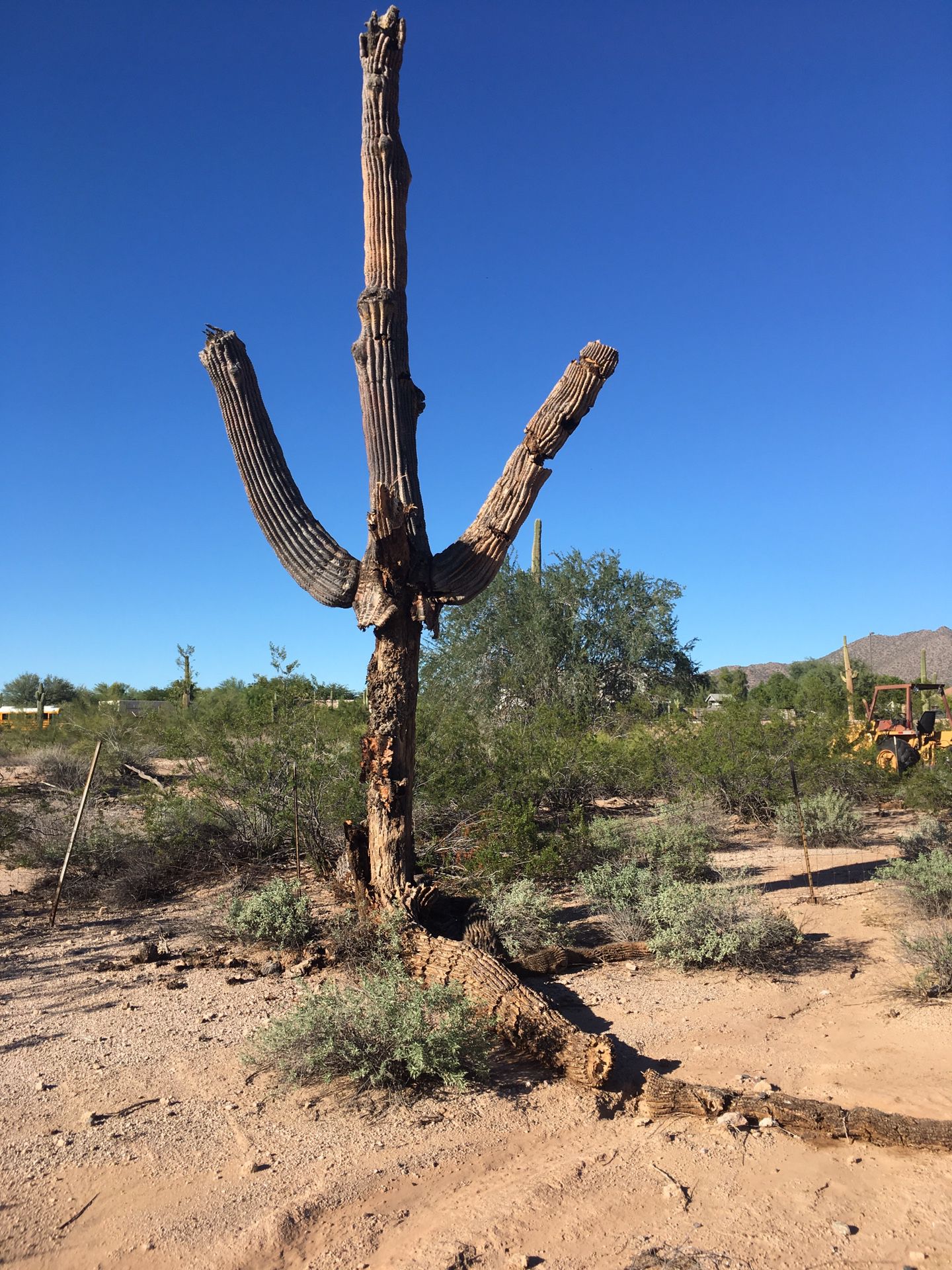Saguaro cactus skeletons