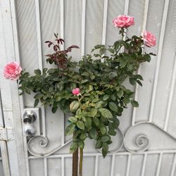 Rose Tree Pink Flowers Plant, In 5 Gallons Pot Pick Up Only