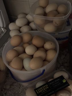 organic eggs 