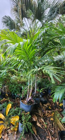 Everything Plant Must Go