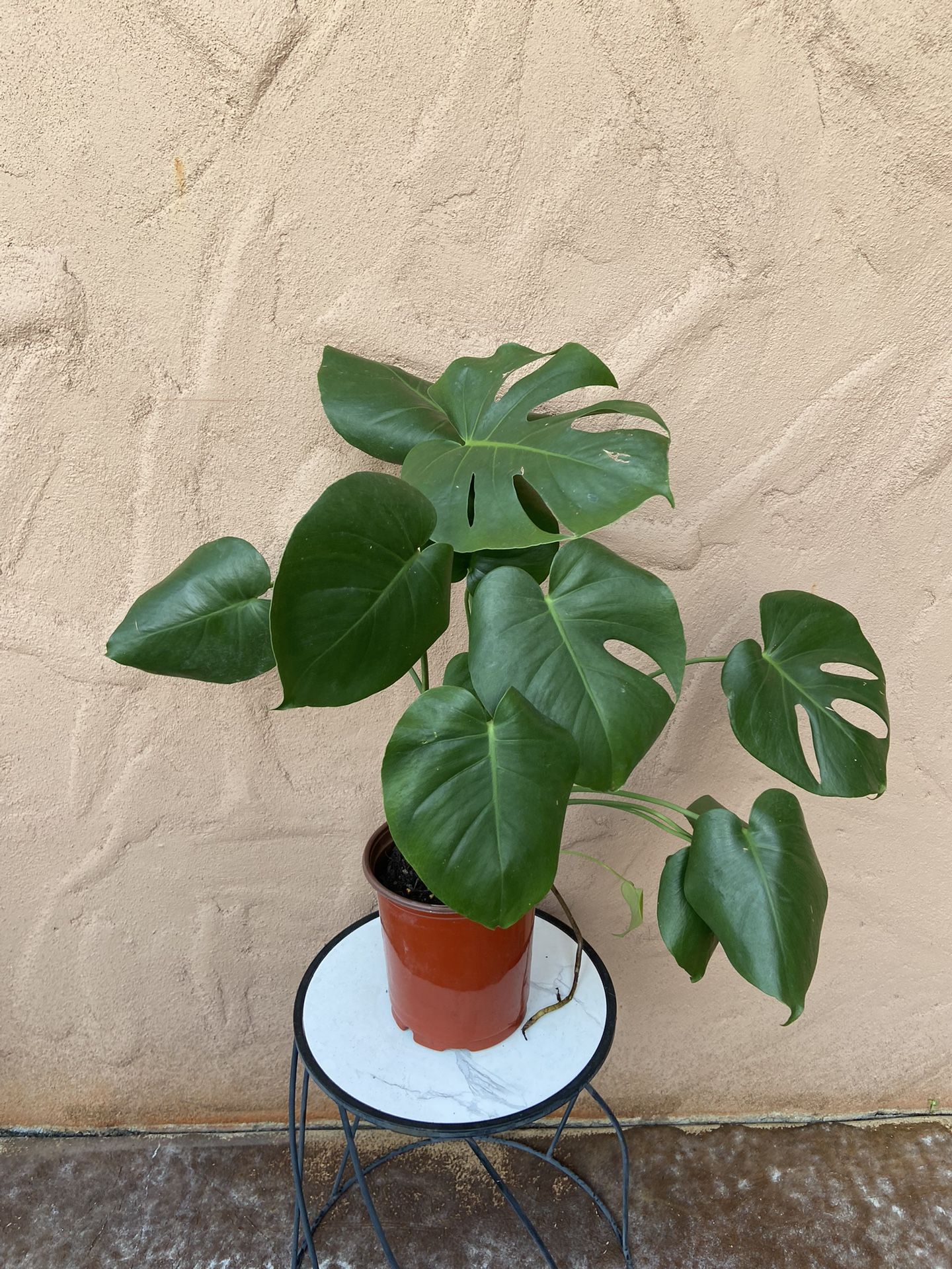 Monstera Plant 