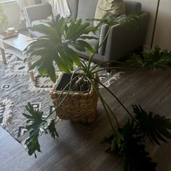 Large Plant (Philodendron)