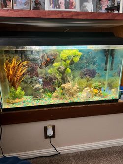 Fish tank