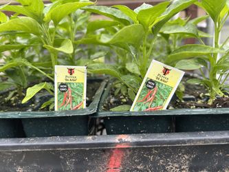 Vegetable plants 6$ a sixpack