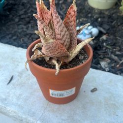Succulent $12